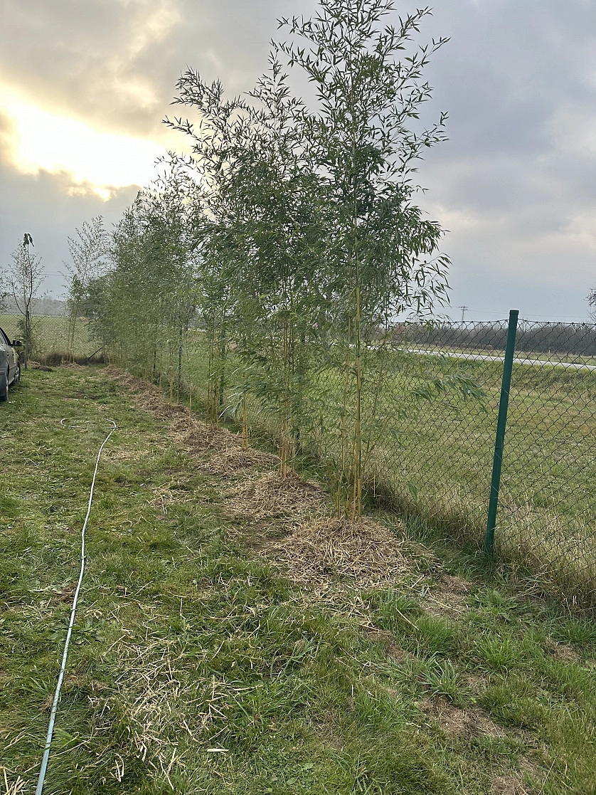 Práce v portfoliu - Realizace živého plotu - fotografie 3