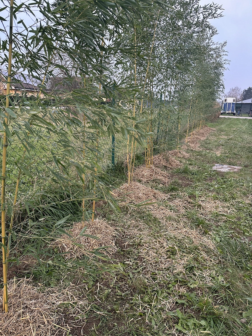 Práce v portfoliu - Realizace živého plotu - fotografie 2