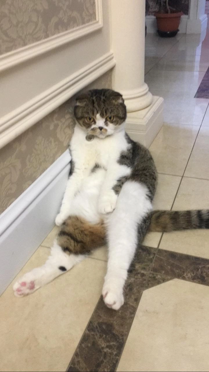 Работа портфолио - Hlídání mazlíčků - фото 4