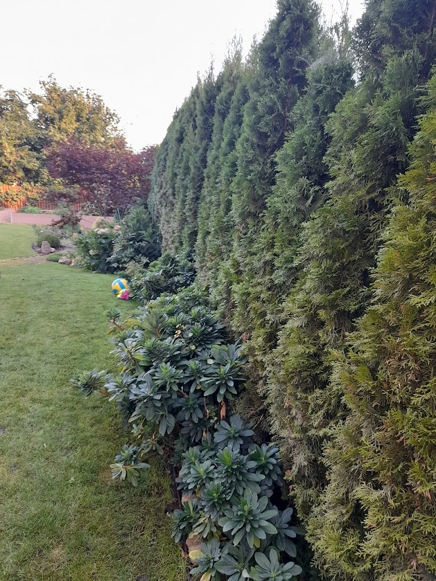 Práce v portfoliu - Уборка и обновление входной зоны, покос газона - fotografie 3