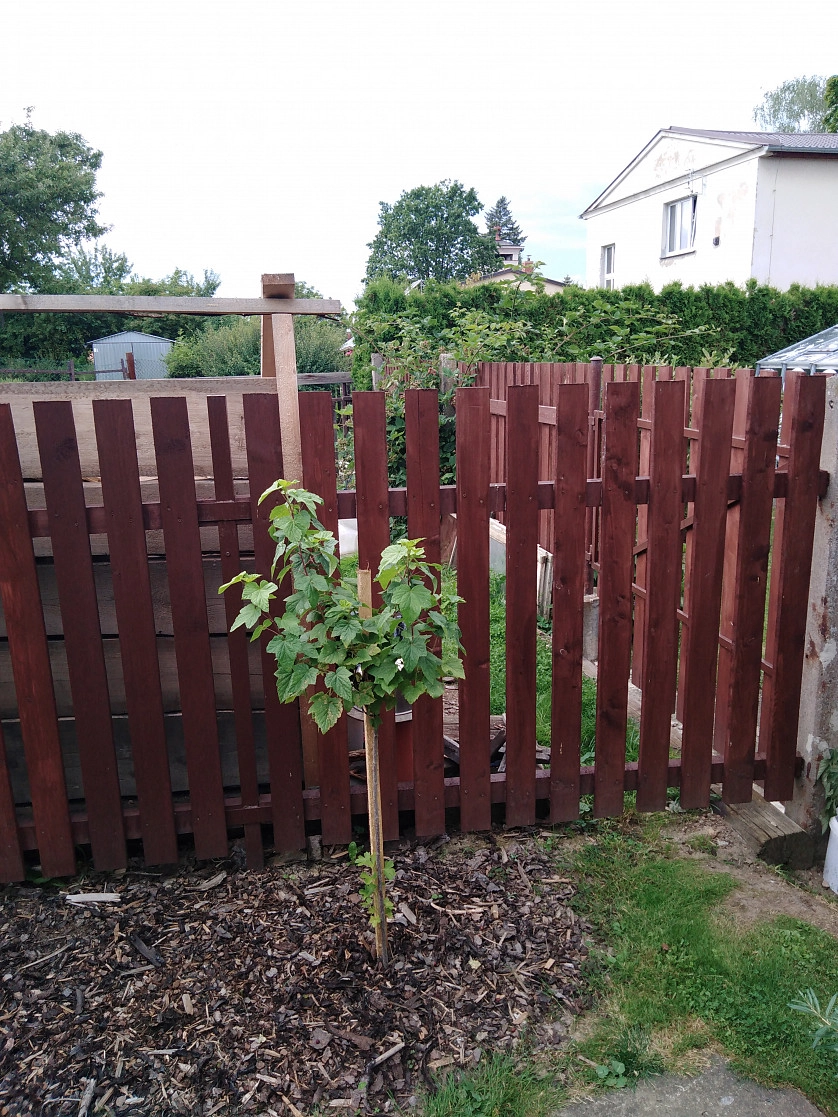 Portfolio work - Vybudování nového dřevěného plotu - photo 3