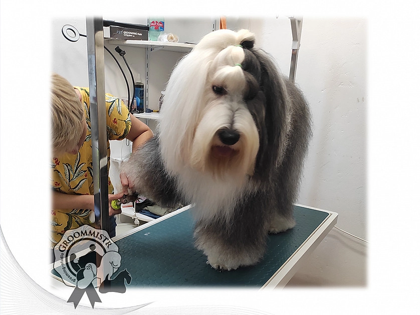 Práce v portfoliu - Strihani pejsku - fotografie 6