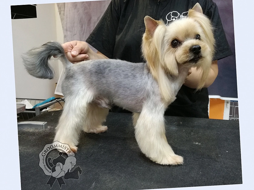 Práce v portfoliu - Strihani pejsku - fotografie 4