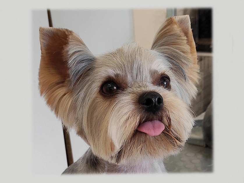 Práce v portfoliu - Strihani pejsku - fotografie 5