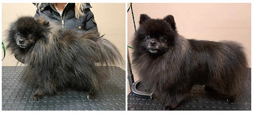 Práce v portfoliu - Kompletní péče o srst - fotografie 3