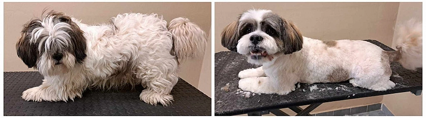 Práce v portfoliu - Kompletní péče o srst - fotografie 2