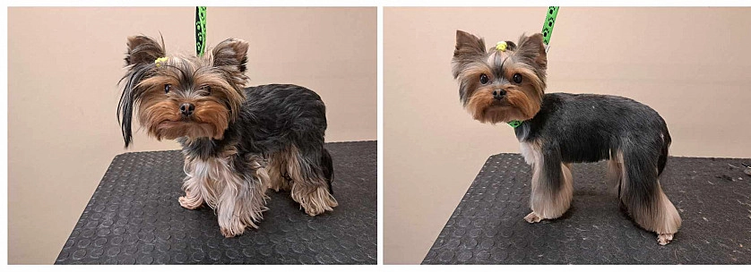 Práce v portfoliu - Kompletní péče o srst - fotografie 5