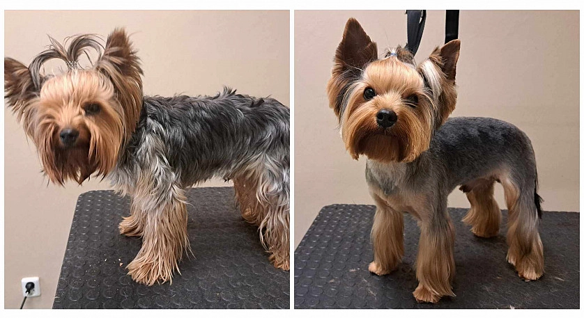 Práce v portfoliu - Kompletní péče o srst - fotografie 6