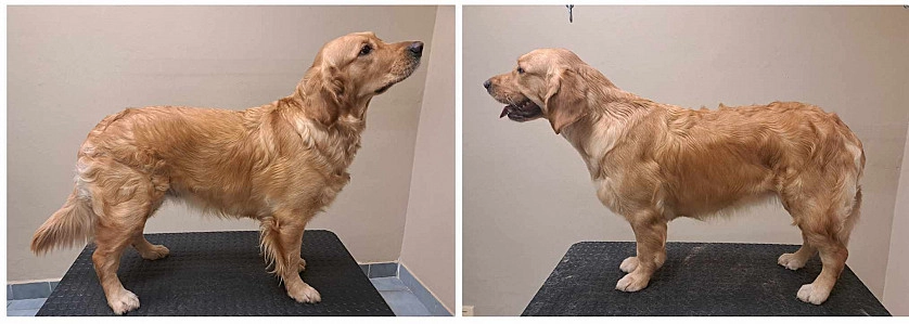 Práce v portfoliu - Kompletní péče o srst - fotografie 4